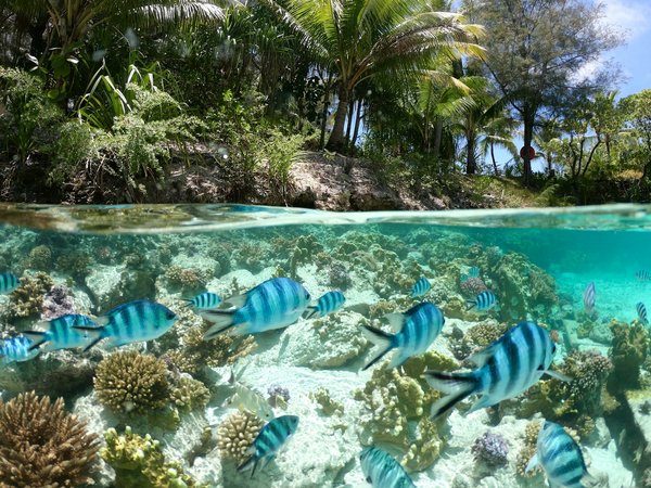 Pourquoi partir en croisière de luxe en tahiti : luxe et paradis
